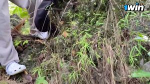 น้องหุ่นเล็กเอเชียโดนแฟนควยใหญ่ซอยหีแรงๆ กลางป่า เย็ดสดแตกในคาหีแน่น